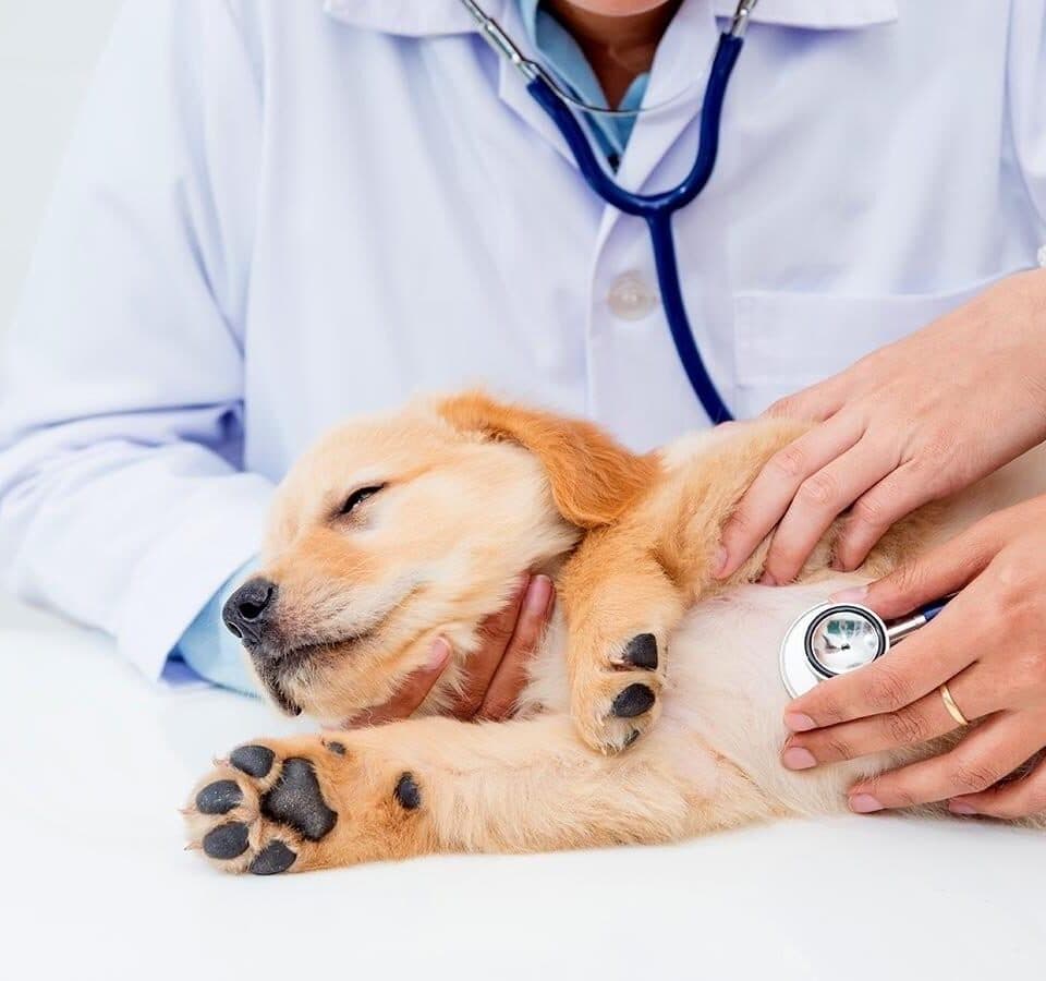 TOP 5 Veterinarians in Canada
