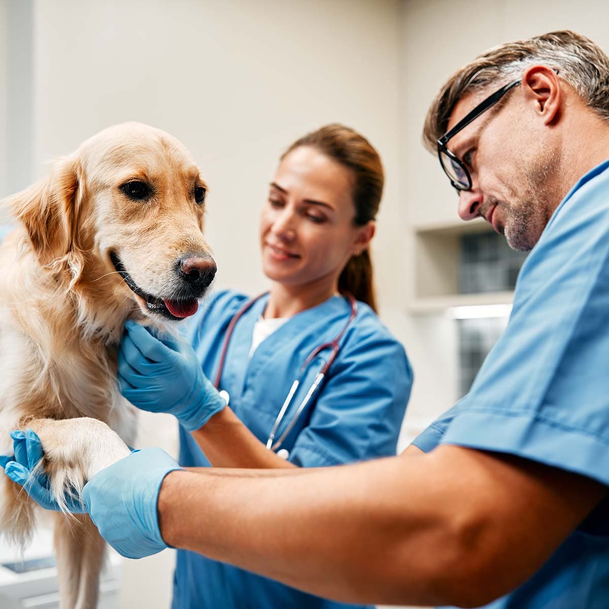 TOP 5 Veterinarians in the United Kingdom