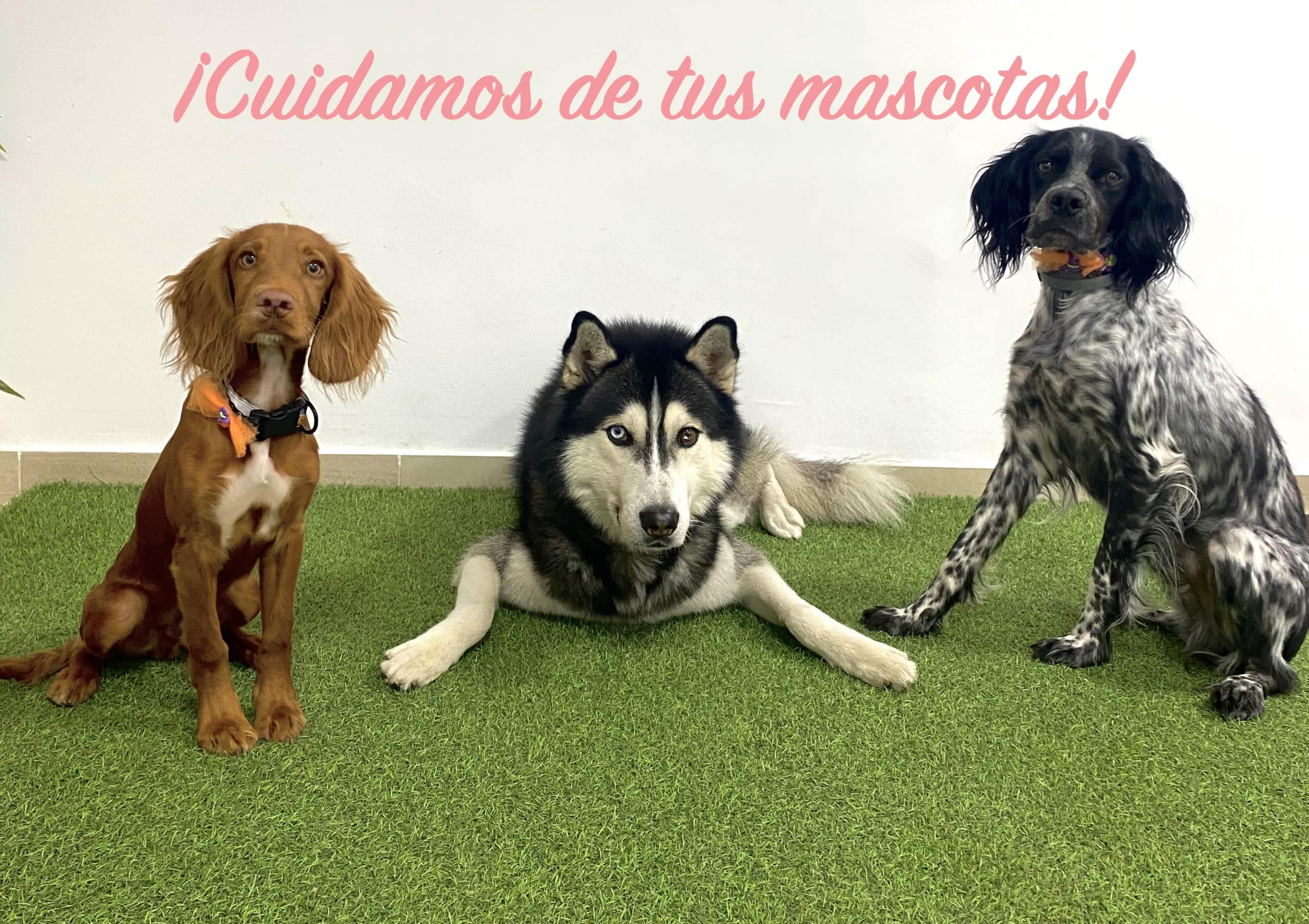 Naturehabilitación Animal