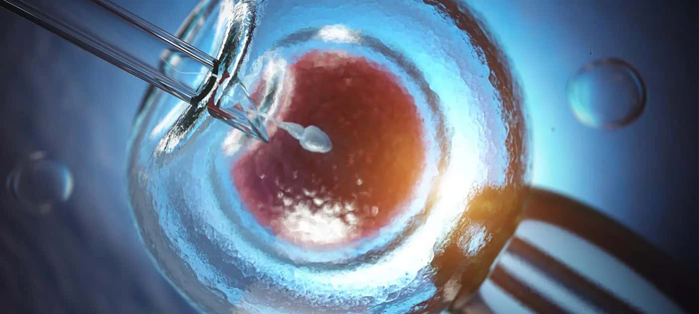 Donor Egg IVF
