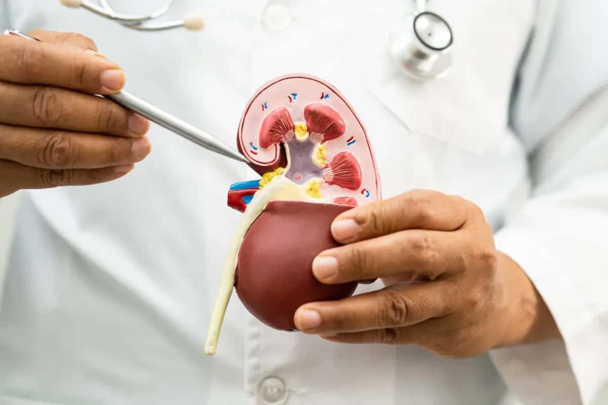 Kidney Transplantation Candidates
