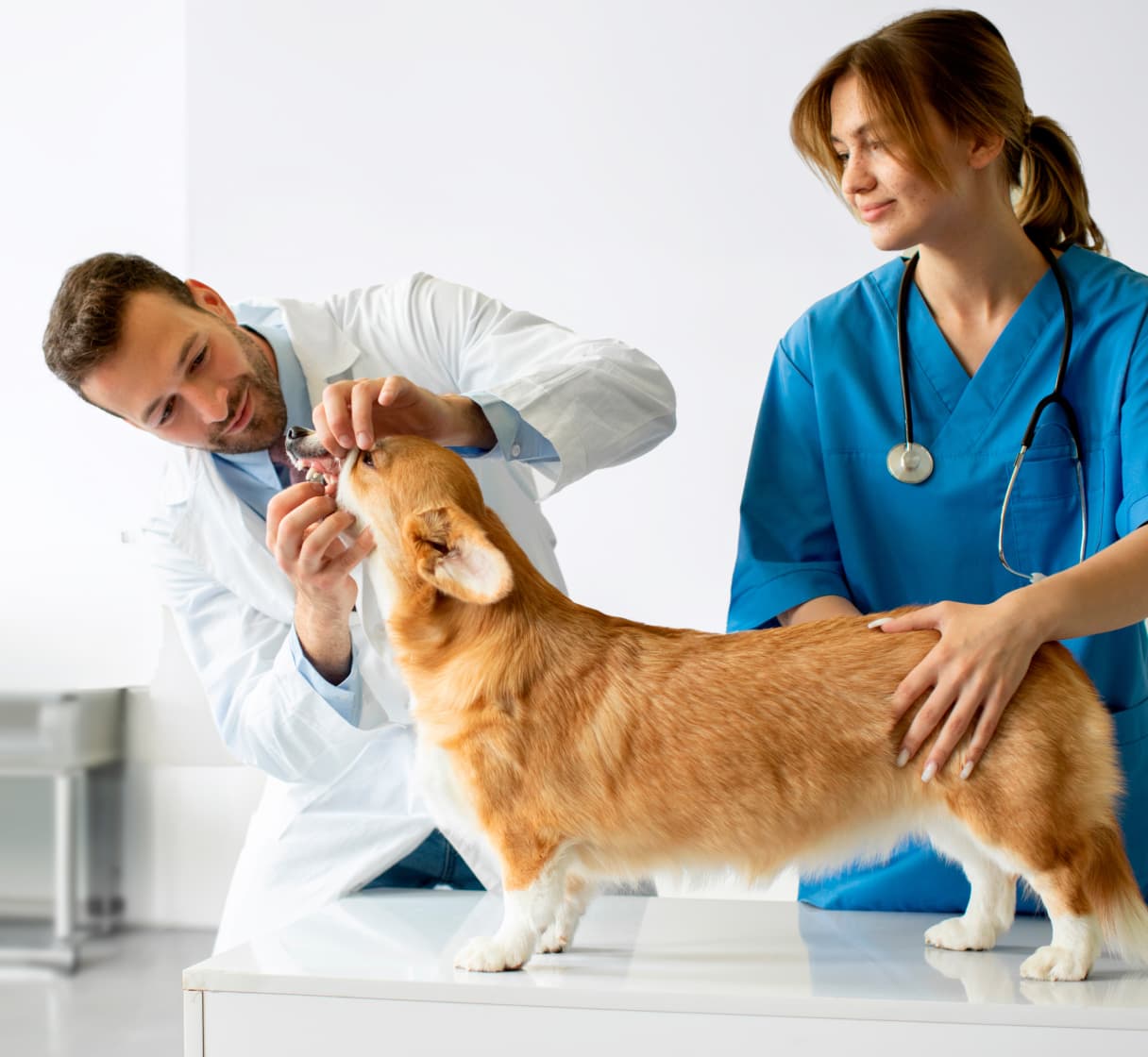 TOP 5 Veteriner Klinikleri
