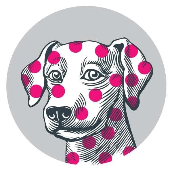 Village Vet - Hampstead